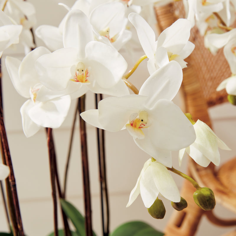 NAPA Home & Garden, PHALAENOPSIS ORCHID DROP-IN 36",DI1230