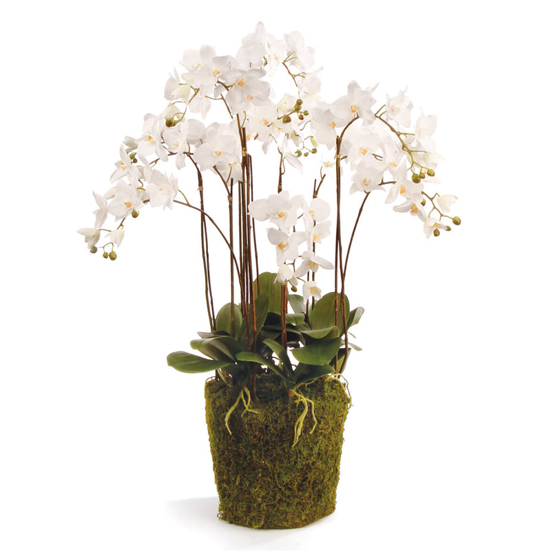 NAPA Home & Garden, PHALAENOPSIS ORCHID DROP-IN 36",DI1230