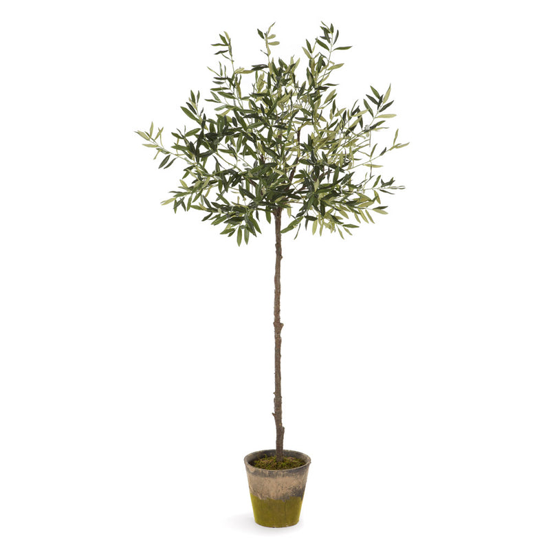 NAPA Home & Garden, OLIVE TREE IN MOSS POT 69",DI1232