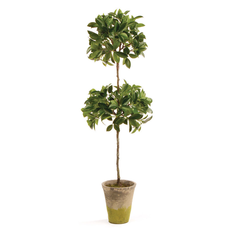 NAPA Home & Garden, FICUS DOUBLE TOPIARY IN POT 31",DI1233