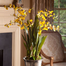 NAPA Home & Garden, Dancing Orchid Drop-In