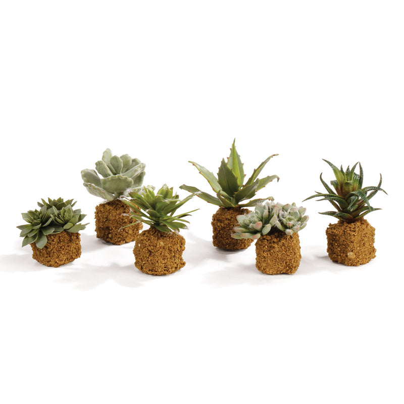 NAPA Home & Garden, SUCCULENT DROP-INS 5.5",DI1240