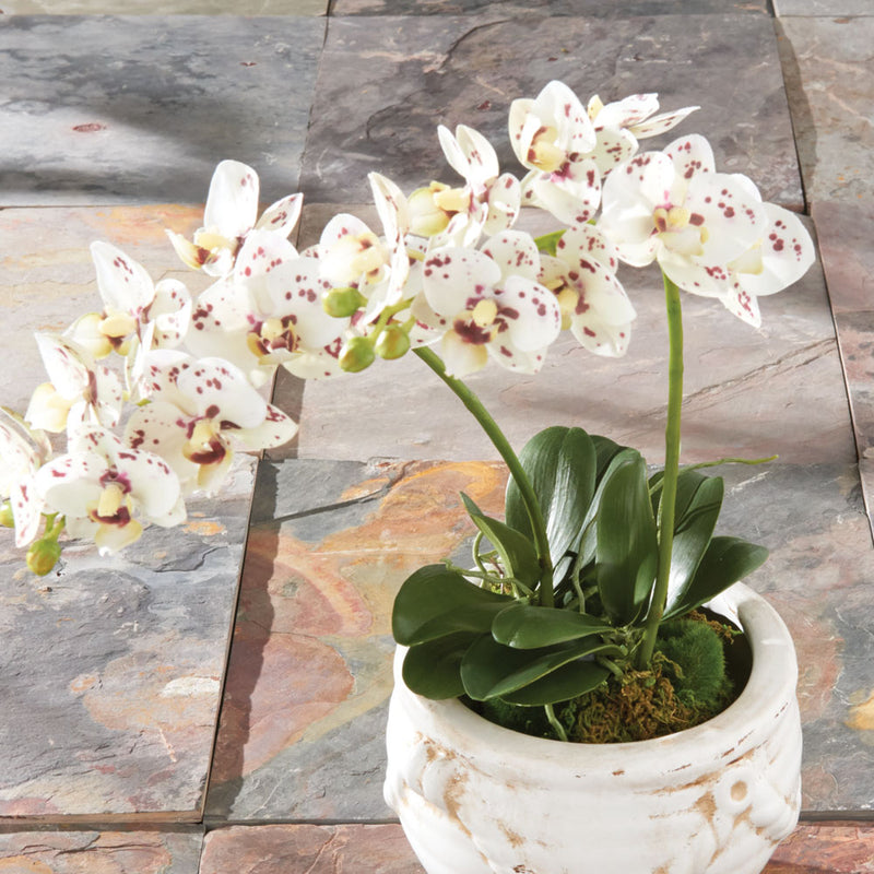 NAPA Home & Garden, PHALAENOPSIS ORCHID DROP-IN 16",DI1258