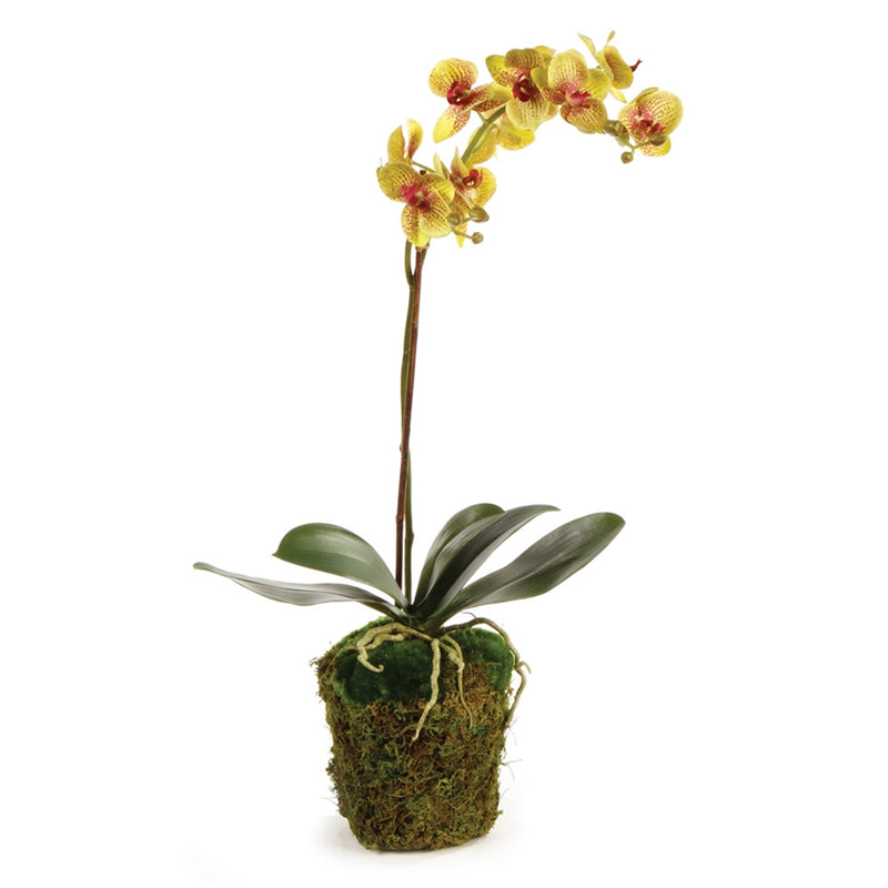 Napa Home Garden, CC 26'' PHALAENOPSIS CHARTREUSE DI,di1259