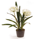 NAPA Home & Garden, AGAPANTHUS DROP-IN