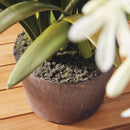 NAPA Home & Garden, AGAPANTHUS DROP-IN