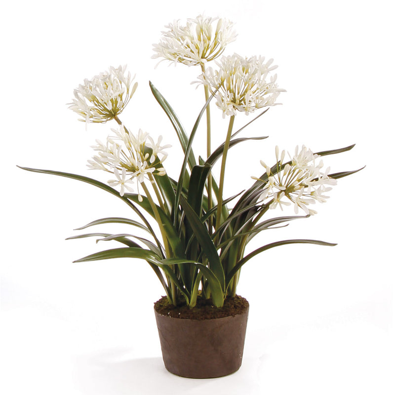 NAPA Home & Garden, AGAPANTHUS DROP-IN 29",DI1263