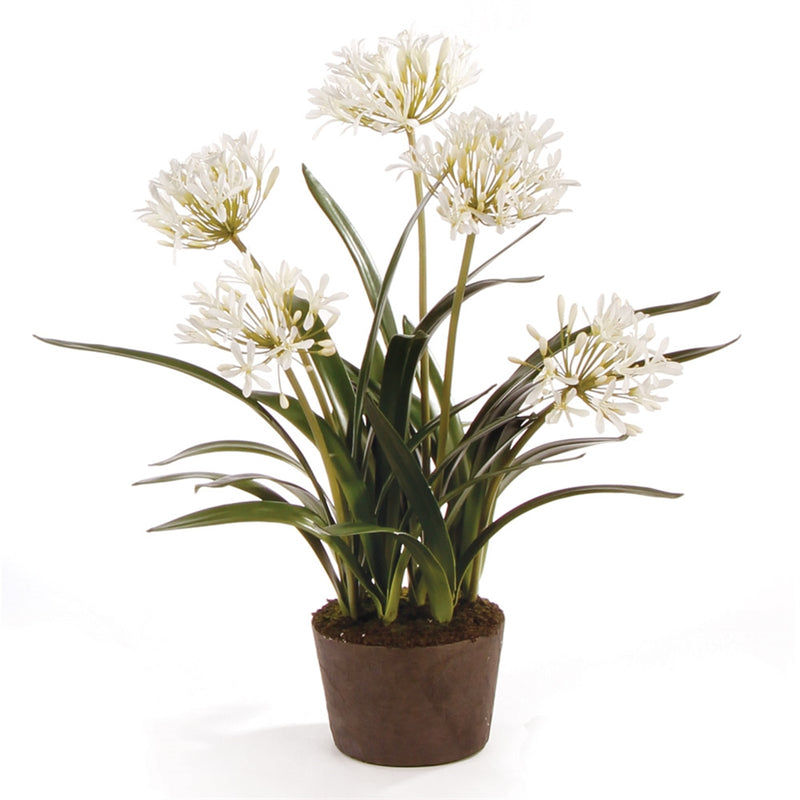 Napa Home Garden, CC 29'' AGAPANTHUS DROP IN,di1263