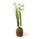 NAPA Home & Garden, DOUBLE PAPERWHITE DROP-IN 15.5",DI2007