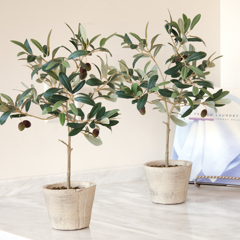 NAPA Home & Garden, OLIVE TREE WITH FRUIT IN POT 19.5",DI2019