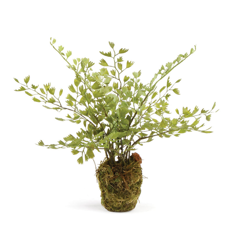 NAPA Home & Garden, MAIDENHAIR DROP-IN 9",DI3000