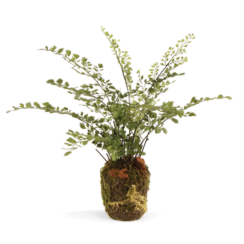 NAPA Home & Garden, MAIDENHAIR DROP-IN 13",DI3001