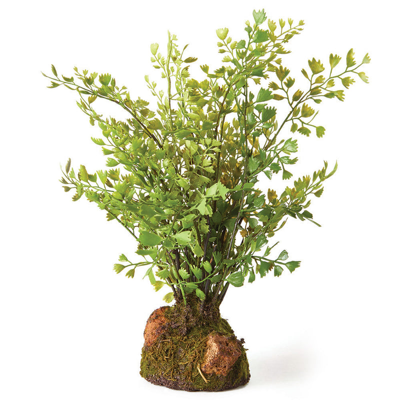 NAPA Home & Garden, MAIDENHAIR DROP-IN 11",DI3007