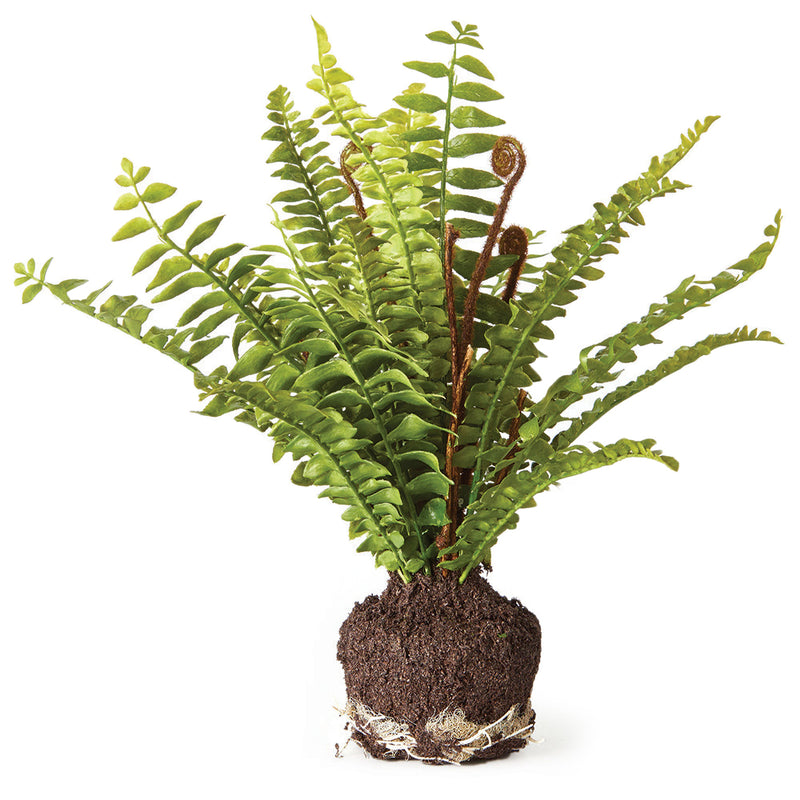 NAPA Home & Garden, BOSTON FERN DROP-IN 11",DI3009