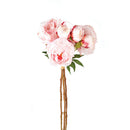 NAPA Home & Garden, Peonies Bundle