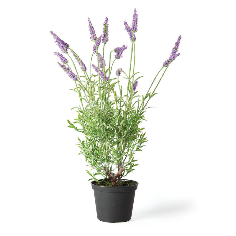 NAPA Home & Garden, FRENCH LAVENDER DROP-IN 18",GP215