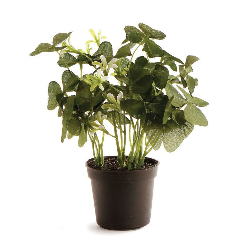 NAPA Home & Garden, CLOVER POTTED 6.5",GP233