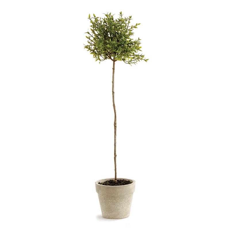 Napa Home Garden, THYME TOPIARY 16",gp252