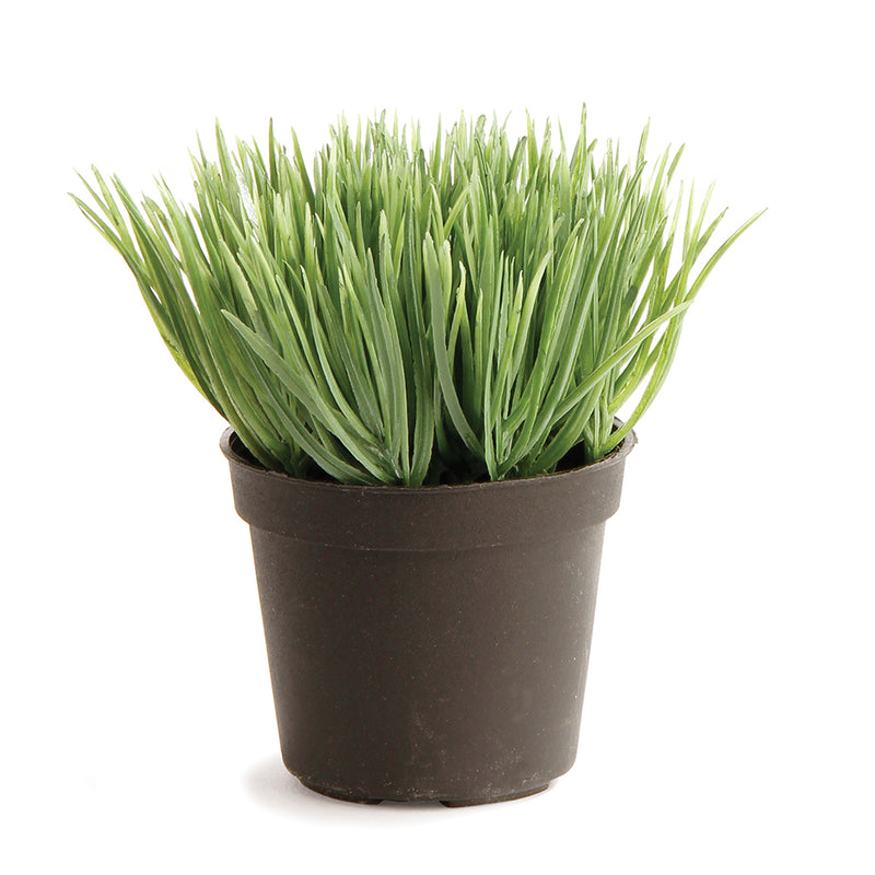 NAPA Home & Garden, MINI POTTED GRASS 3.5",GP255GY