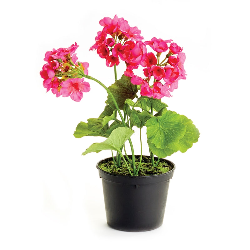 Napa Home Garden, GERANIUM DROP-IN 10" DARK PINK,gp282pkd