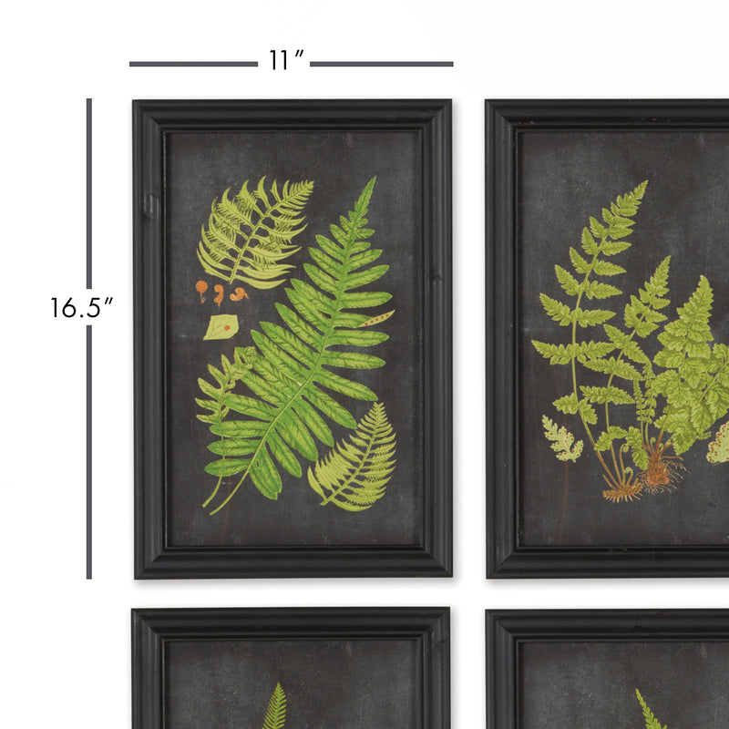 NAPA Home & Garden, FRAMED FERN BOTANICAL PRINTS, SET OF 9,HC106