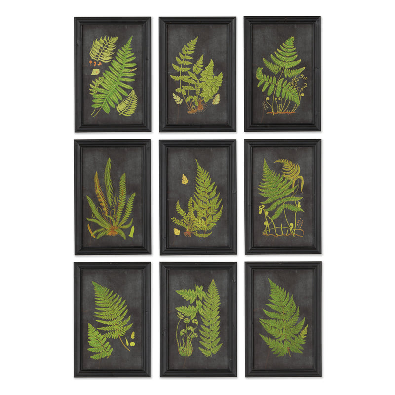 NAPA Home & Garden, FRAMED FERN BOTANICAL PRINTS, SET OF 9,HC106