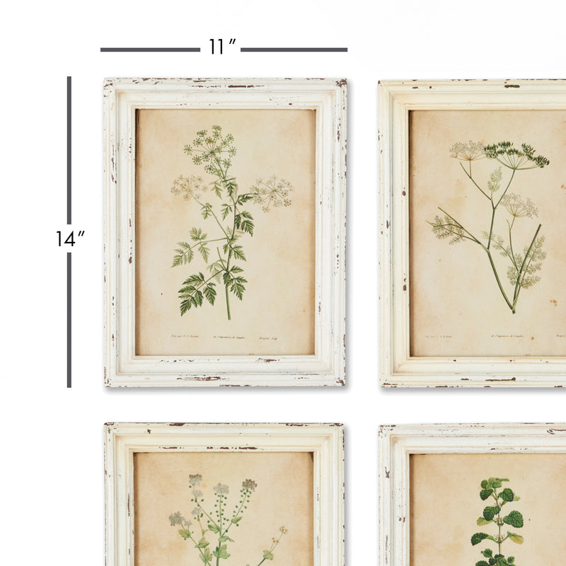 NAPA Home & Garden, FRAMED WILD FLOWER BOTANICAL PRINTS, SET OF 12,HC114