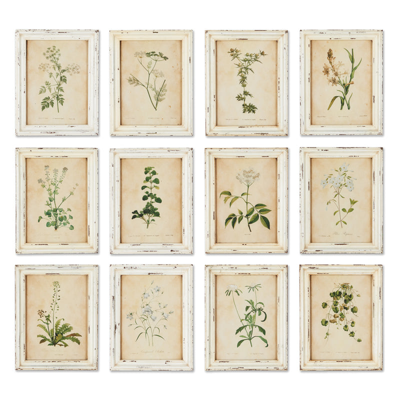 NAPA Home & Garden, FRAMED WILD FLOWER BOTANICAL PRINTS, SET OF 12,HC114