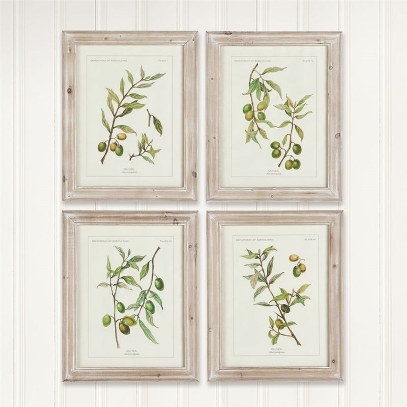 Napa Home Garden, FRAMED OLIVE LEAF BTNCL PRINTS ,SET OF 4,hc116