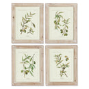 NAPA Home & Garden, FRAMED OLIVE LEAF BOTANICAL PRINTS, SET OF 4,HC116