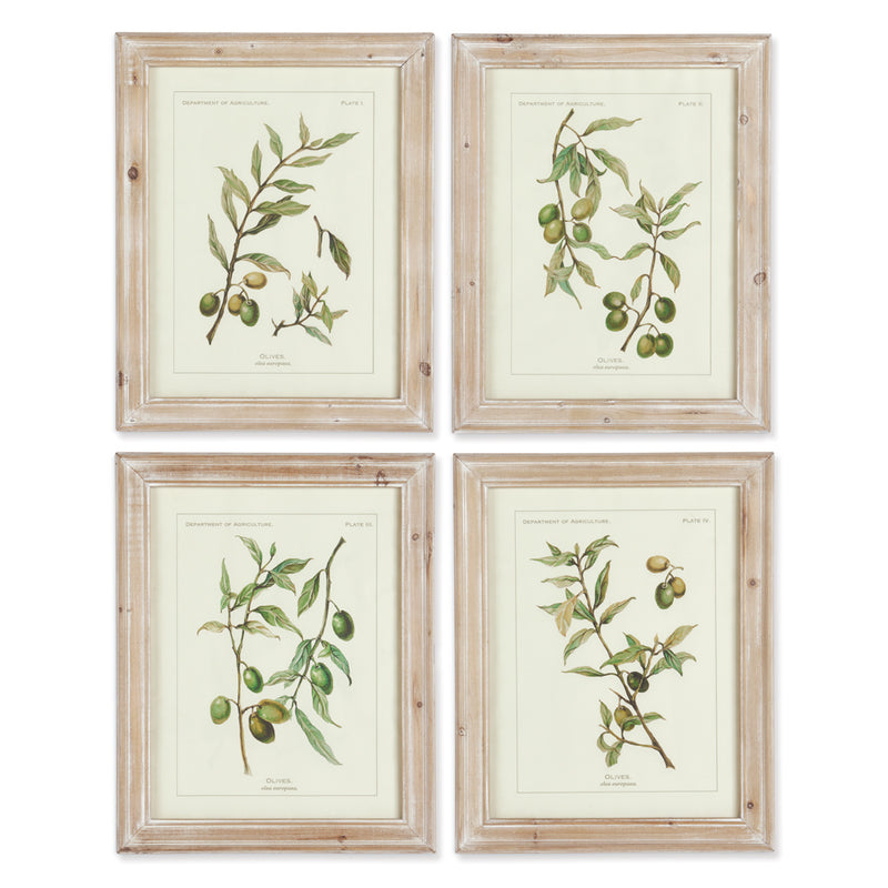 NAPA Home & Garden, FRAMED OLIVE LEAF BOTANICAL PRINTS, SET OF 4,HC116