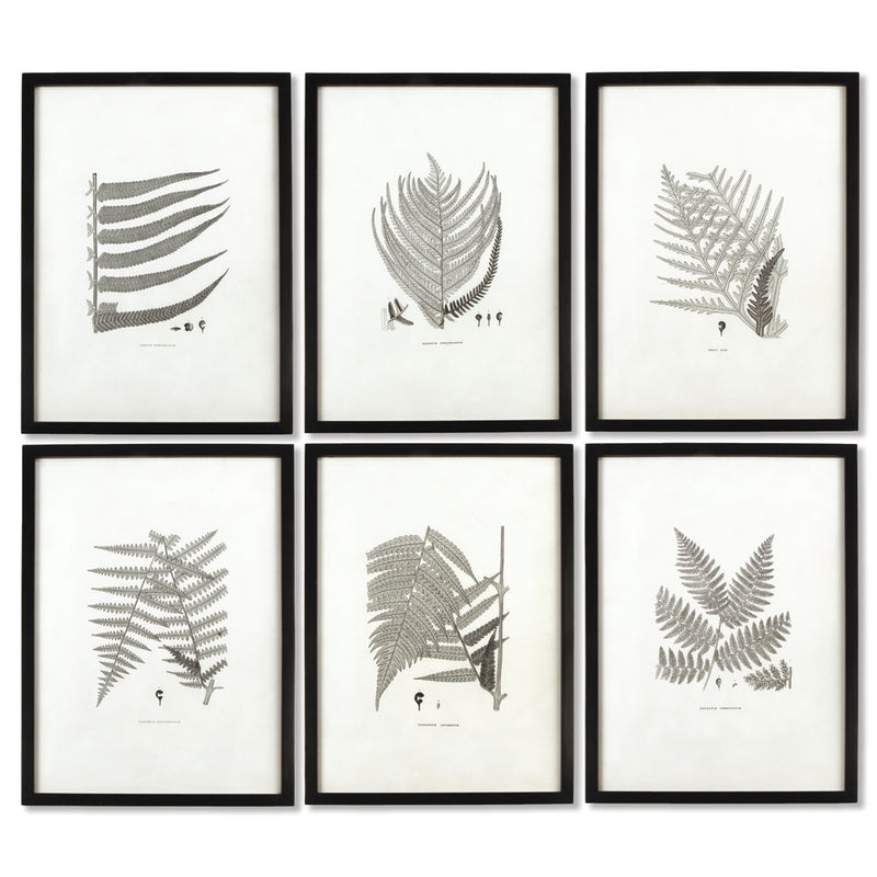 NAPA Home & Garden, FRAMED GRAY-TONE FERN PRINTS, SET OF 6,HC122