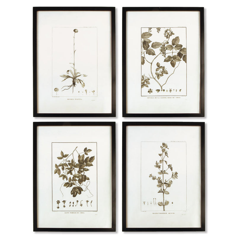 NAPA Home & Garden, FRAMED SEPIA-TONE BOTANICAL PRINTS, SET OF 4,HC123