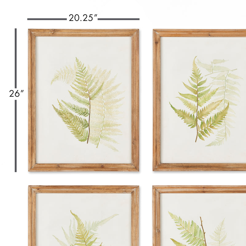 NAPA Home & Garden, FRAMED FERN STUDY, SET OF 6,HC133