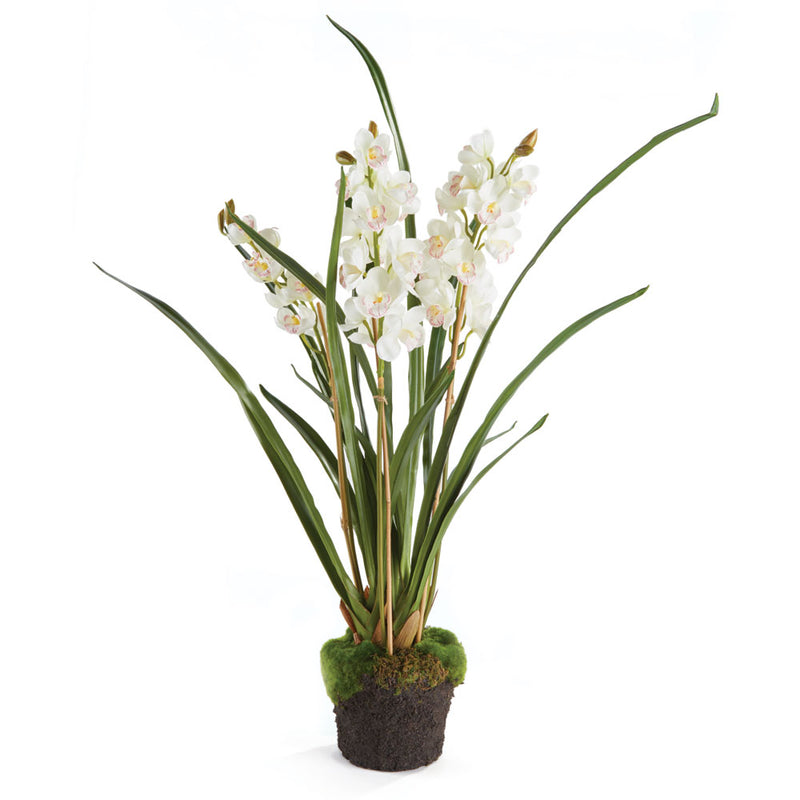 NAPA Home & Garden, CYMBIDIUM ORCHID X3 DROP-IN 36",K105W