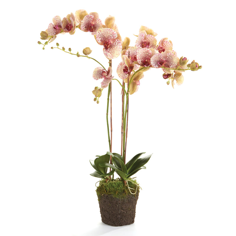 NAPA Home & Garden, PHALAENOPSIS ORCHID DROP-IN 32",K106BRD