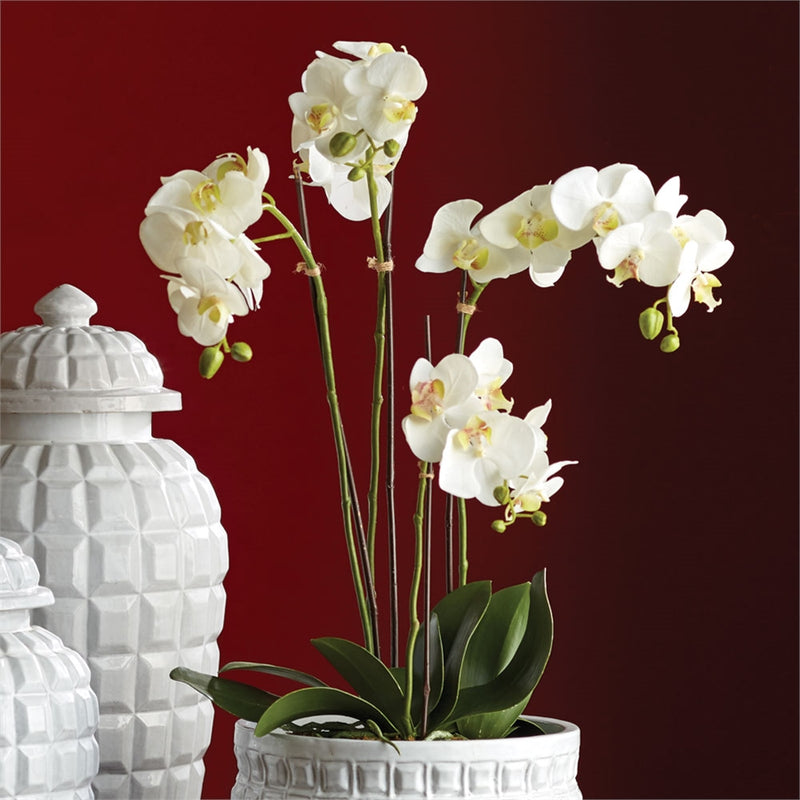 Napa Home Garden, PHALAENOPSIS 25" BOWL DROPIN WHT,k112w