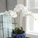 "NAPA Home & Garden, PHALAENOPSIS ORCHID DROP-IN COLLECTION"