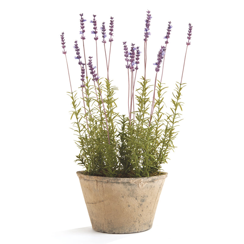 NAPA Home & Garden, FRENCH LAVENDER POTTED 21",K113LV