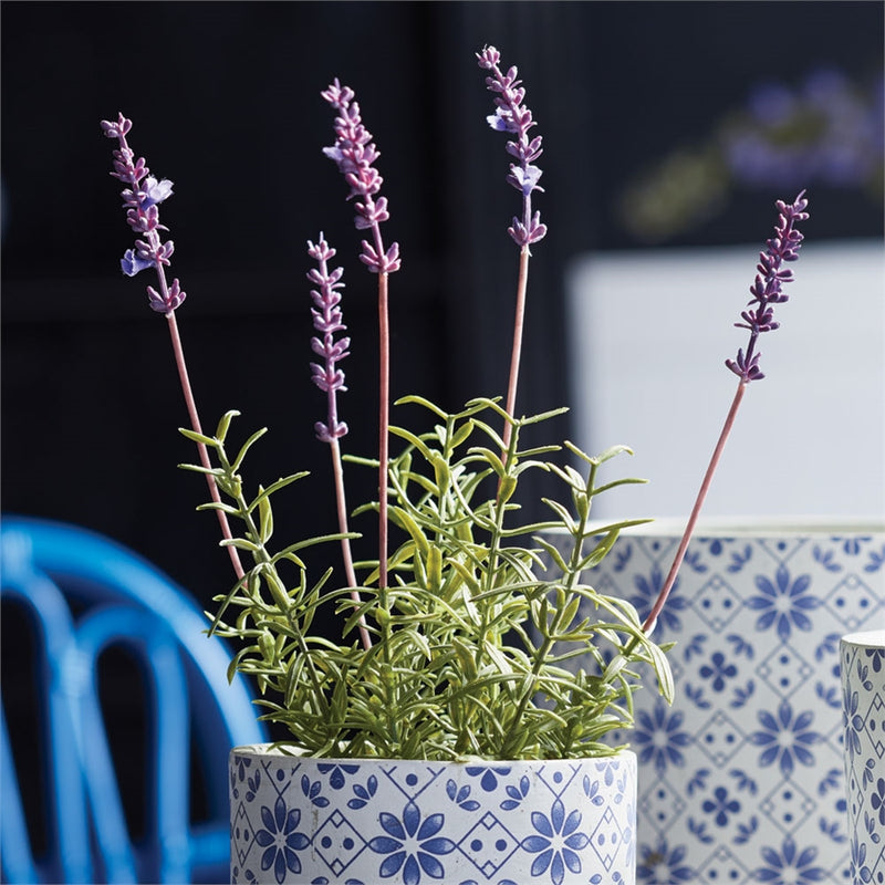 Napa Home Garden, FRENCH LAVENDER 12.5" POTTED,k115lv