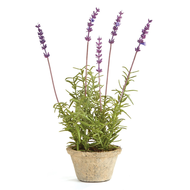 Napa Home Garden, FRENCH LAVENDER 12.5" POTTED,k115lv