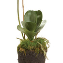 "NAPA Home & Garden, PHALAENOPSIS ORCHID DROP-IN COLLECTION"