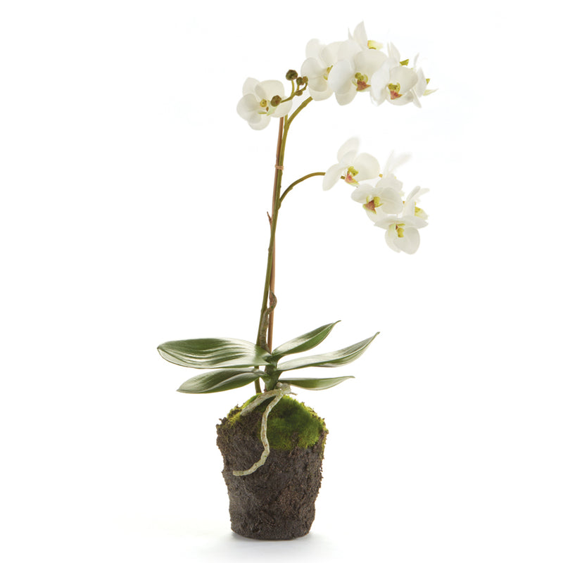 NAPA Home & Garden, PHALAENOPSIS ORCHID DROP-IN 17",K124W