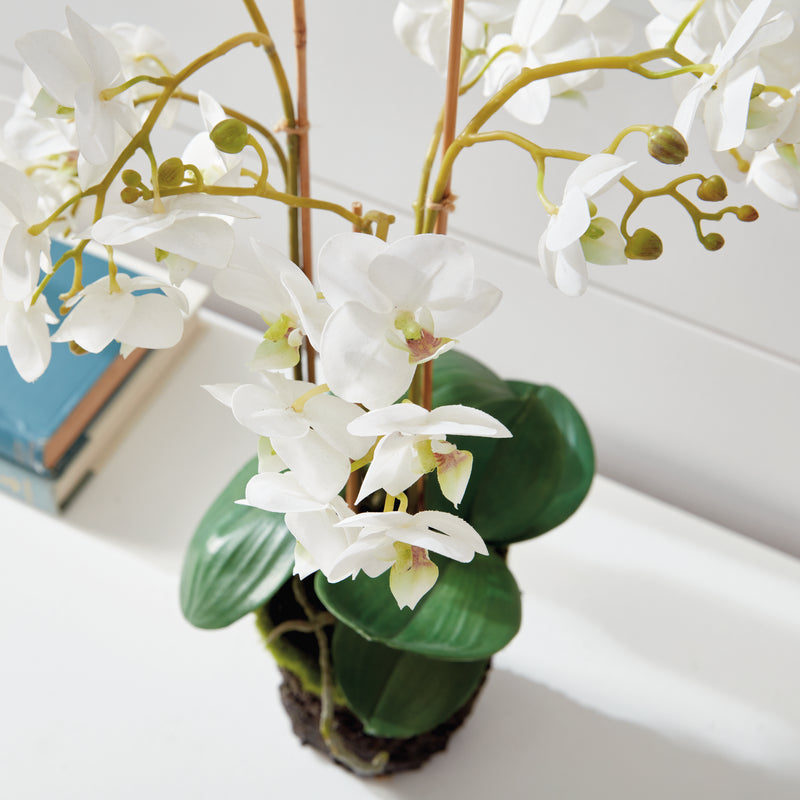 NAPA Home & Garden, PHALAENOPSIS ORCHID DROP-IN 20",K126W