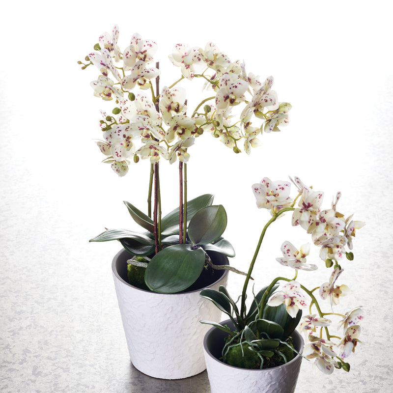 NAPA Home & Garden, PHALAENOPSIS ORCHID DROP-IN 20",K127WHP