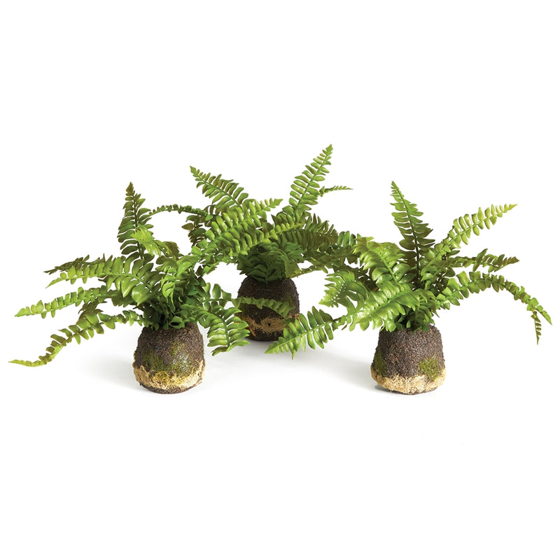 Napa Home Garden, BOSTON FERN DROP-INS ,SET OF 3,n2cc08