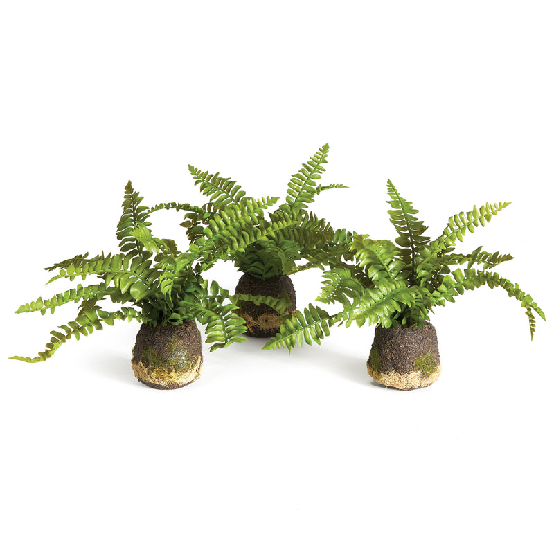 NAPA Home & Garden, BOSTON FERN DROP-INS, SET OF 3,N2CC08