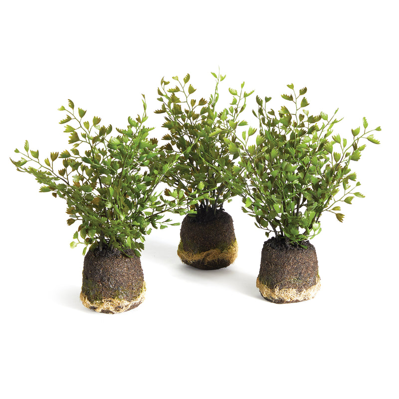 NAPA Home & Garden, MAIDENHAIR DROP-INS, SET OF 3,N2CC09