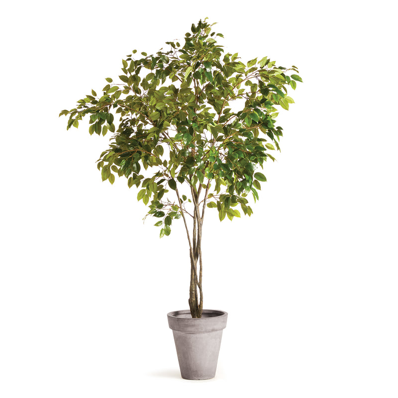 NAPA Home & Garden, GRAND FICUS TREE DROP-IN 8',N2CC12