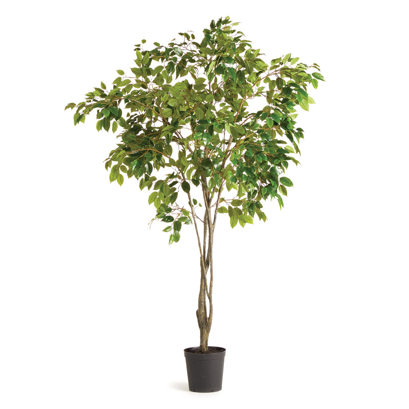 NAPA Home & Garden, GRAND FICUS TREE DROP-IN 8',N2CC12